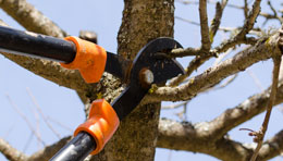 Residential tree trimming services